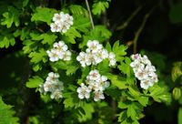 weissdorn-crataegus-monogyna